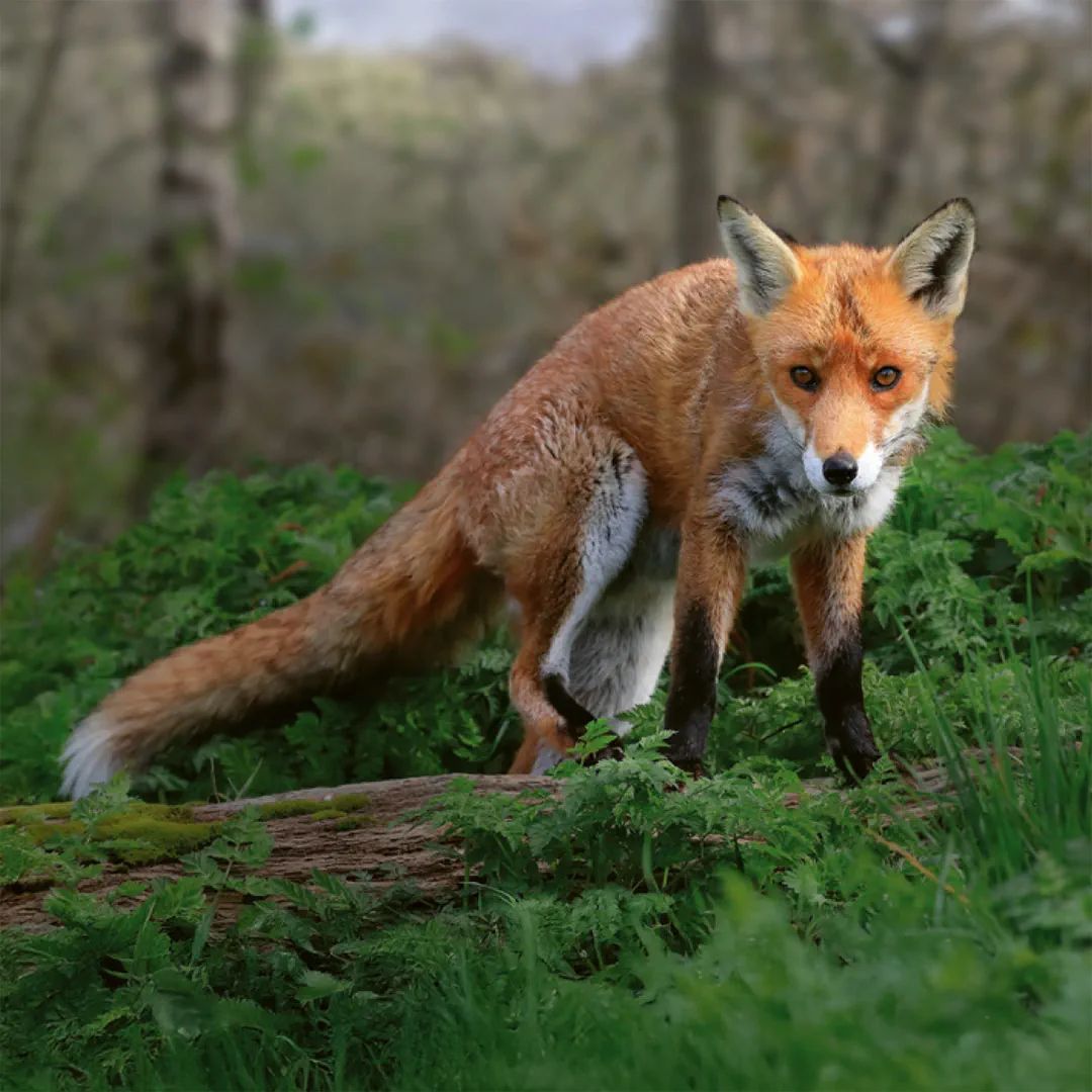 Sample Content (Image) Einheimische Säugetiere  –  das Memo-Spiel