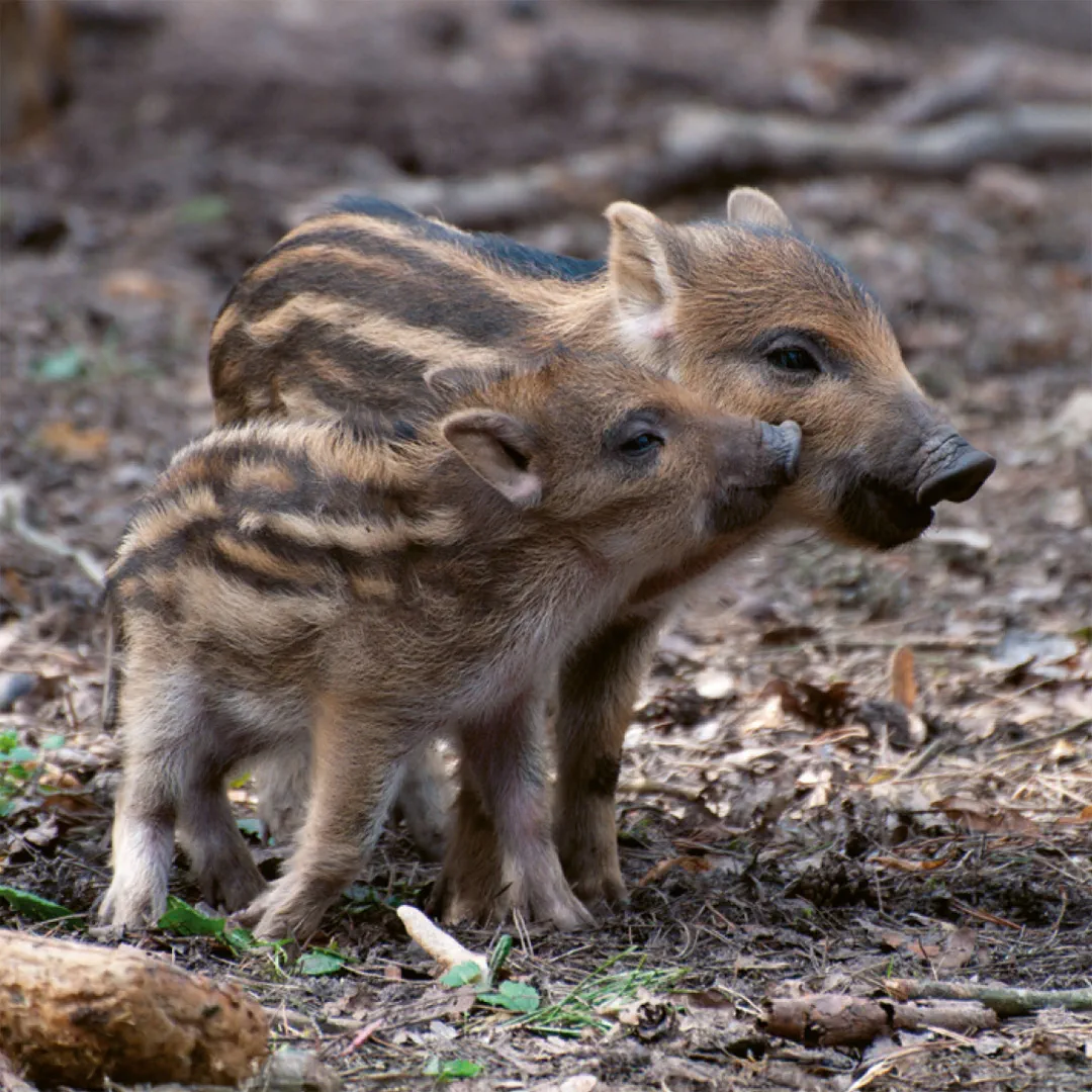 Sample Content (Image) Einheimische Säugetiere  –  das Memo-Spiel