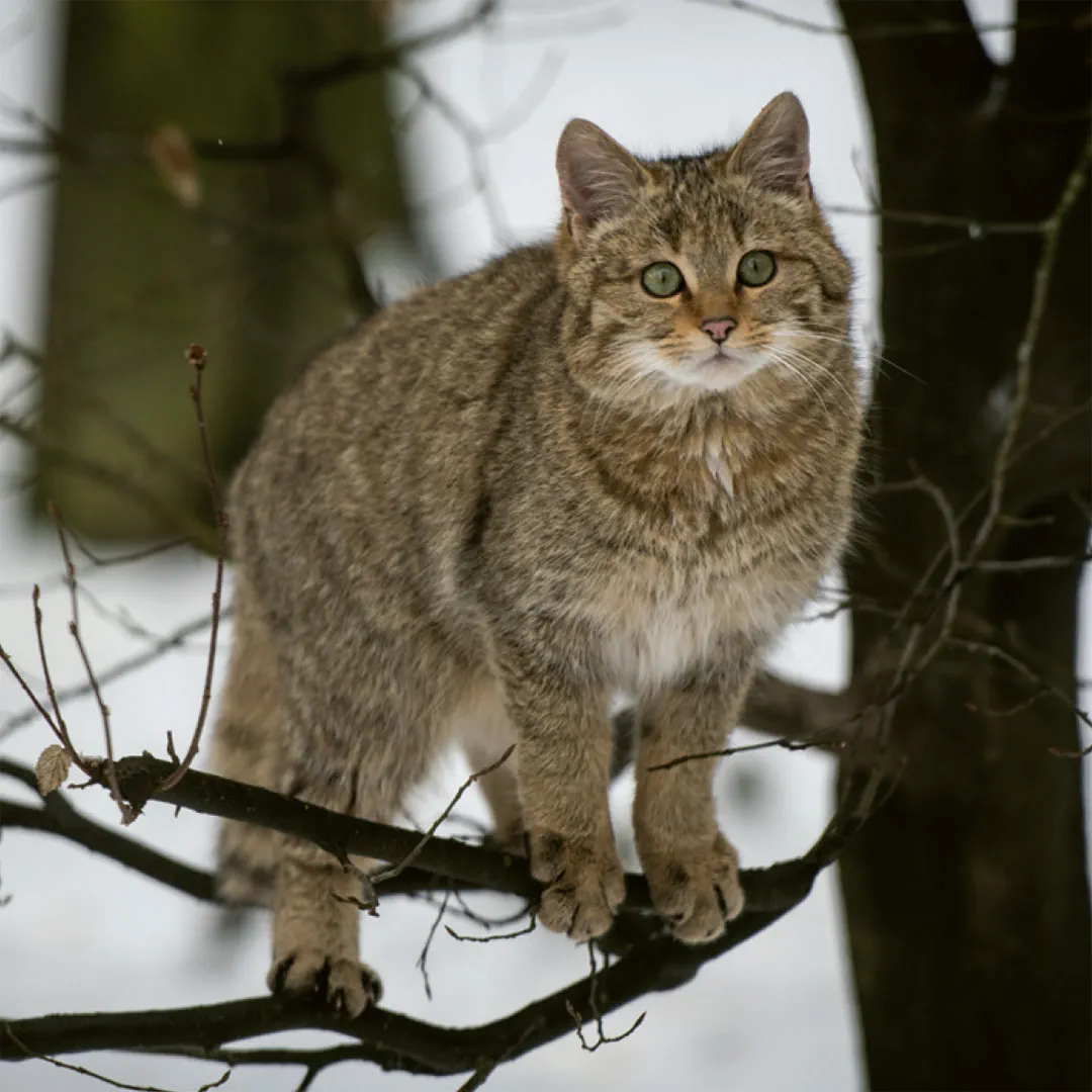 Sample Content (Image) Einheimische Säugetiere  –  das Memo-Spiel