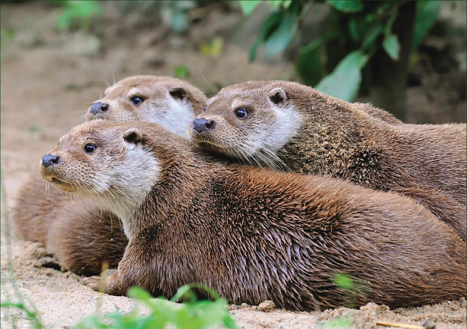 Sample Content (Image) Fischotter – Puzzle