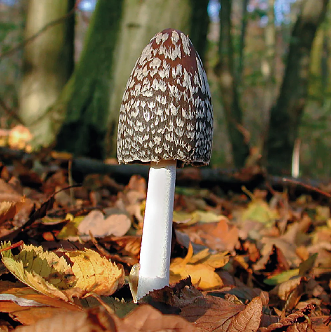 Sample Content (Image) Einheimische Pilze – das Memo-Spiel