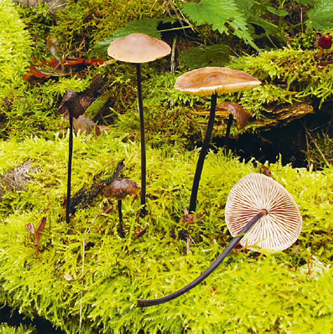 Sample Content (Image) Einheimische Pilze – das Memo-Spiel