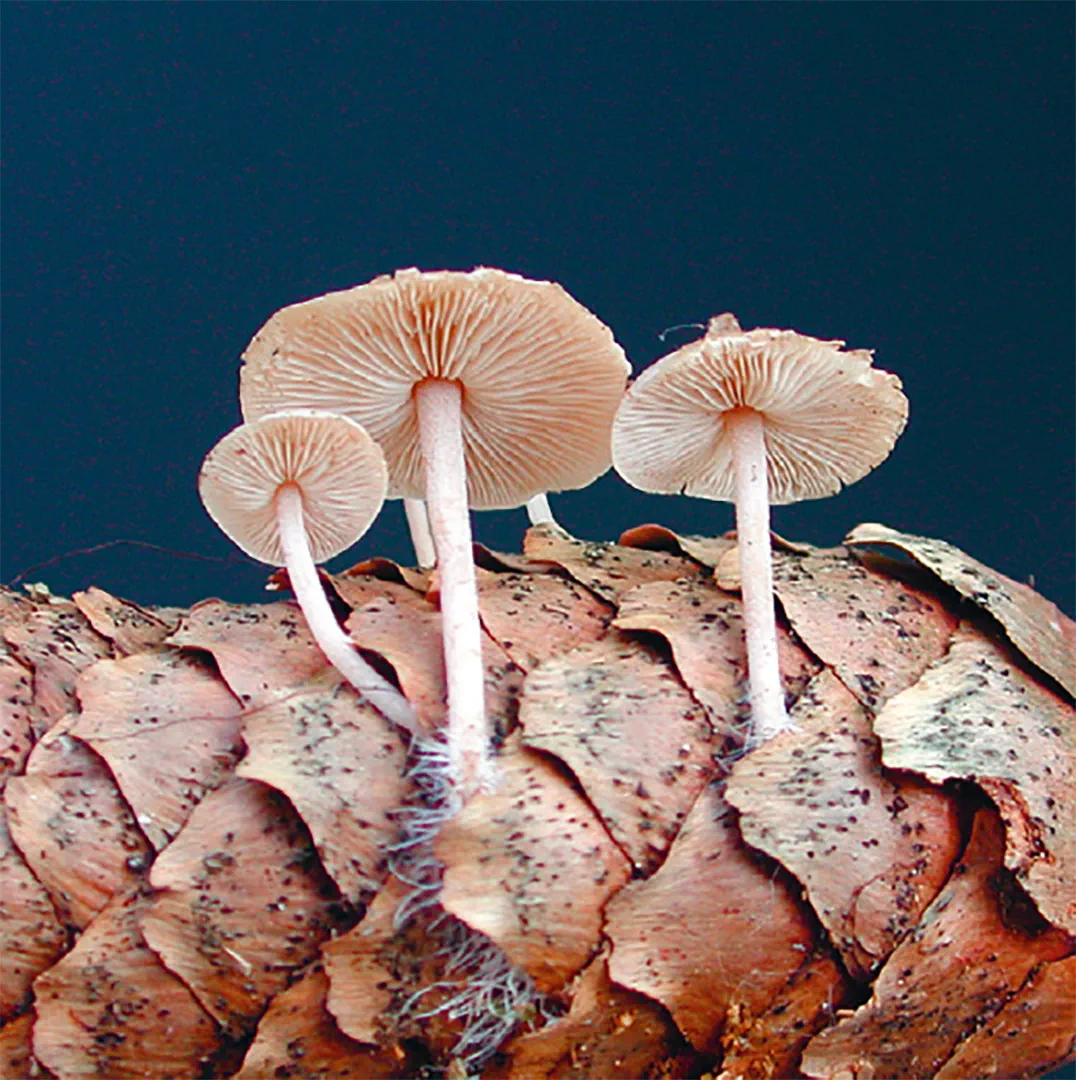 Sample Content (Image) Einheimische Pilze – das Memo-Spiel