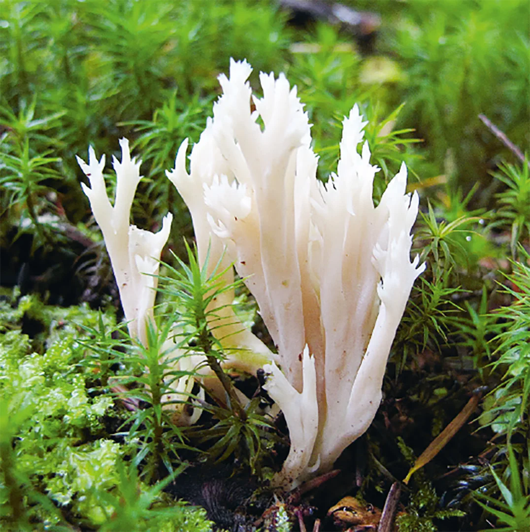 Sample Content (Image) Einheimische Pilze – das Memo-Spiel