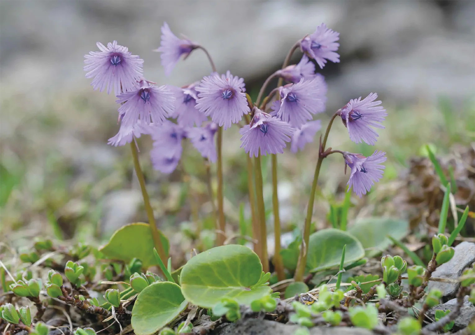 Sample Content (Image) Alpen-Soldanelle – Puzzle