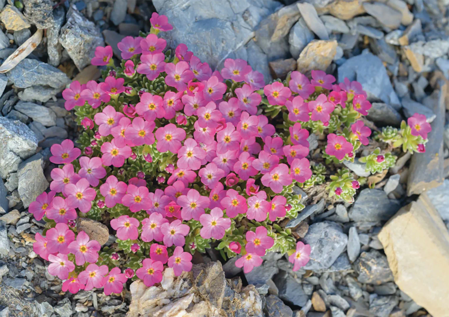 Sample Content (Image) Alpen-Mannsschild – Puzzle