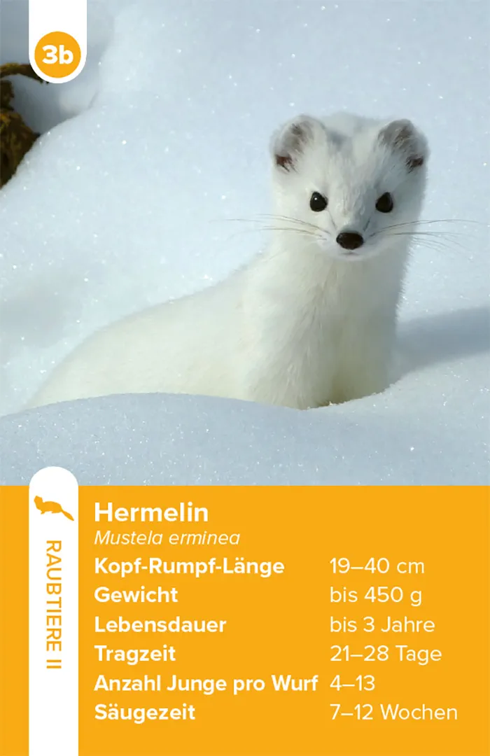 Sample Content (Image) Einheimische Säugetiere – das Quartett-Spiel