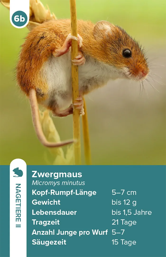 Sample Content (Image) Einheimische Säugetiere – das Quartett-Spiel