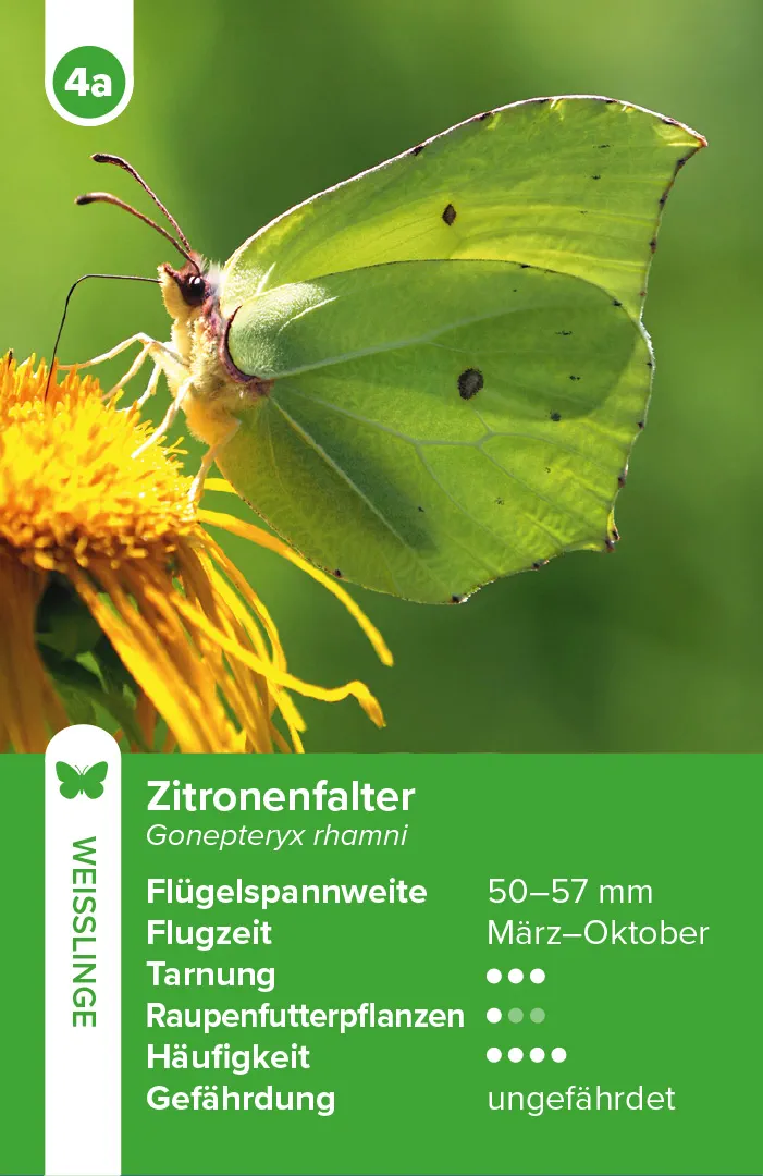 Sample Content (Image) Einheimische Schmetterlinge – das Quartett-Spiel