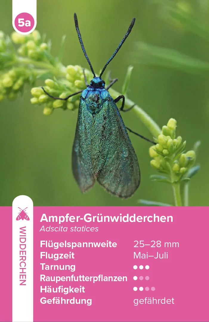 Sample Content (Image) Einheimische Schmetterlinge – das Quartett-Spiel