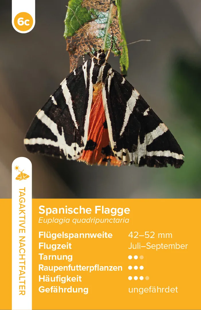 Sample Content (Image) Einheimische Schmetterlinge – das Quartett-Spiel