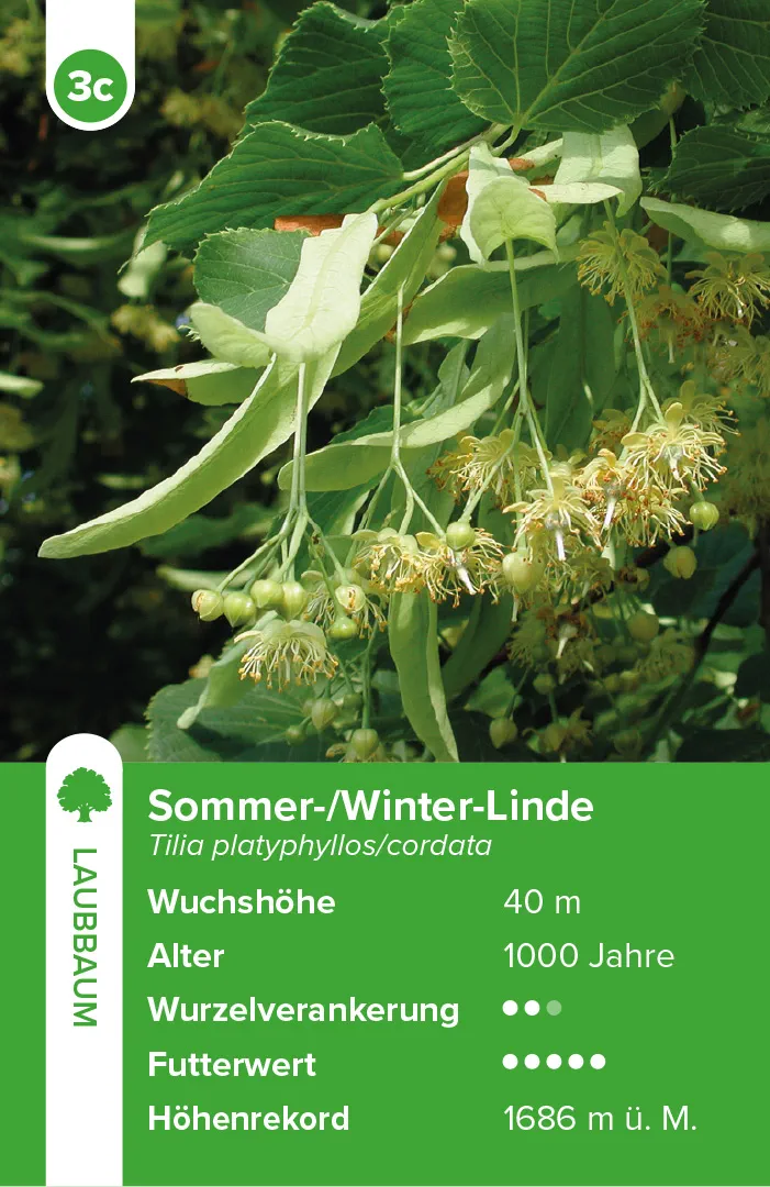 Sample Content (Image) Bäume – das Quartett-Spiel