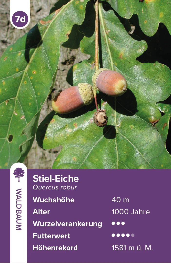 Sample Content (Image) Bäume – das Quartett-Spiel
