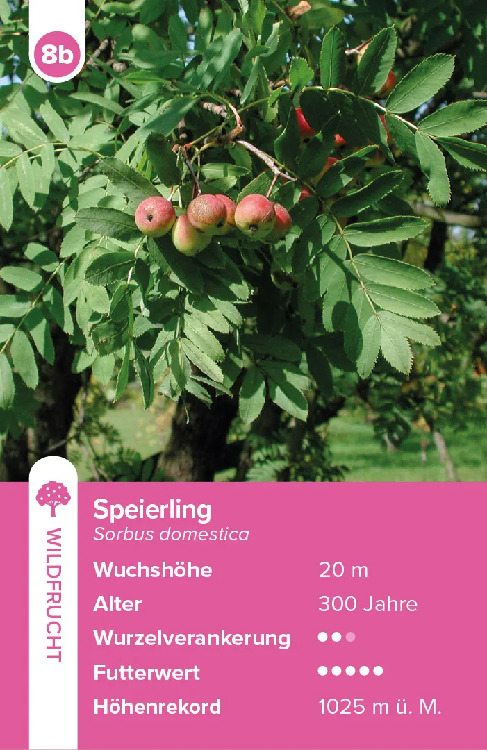 Sample Content (Image) Bäume – das Quartett-Spiel