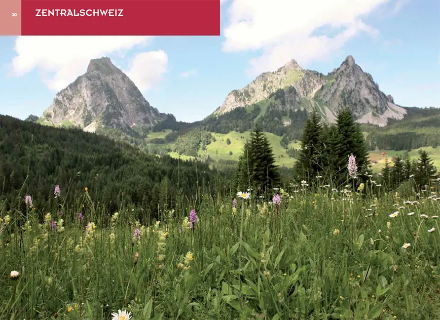 Sample Content (Image) Orchideenwanderungen