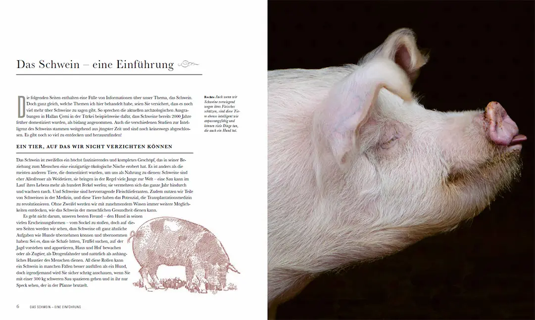 Sample Content (Image) Das Schwein