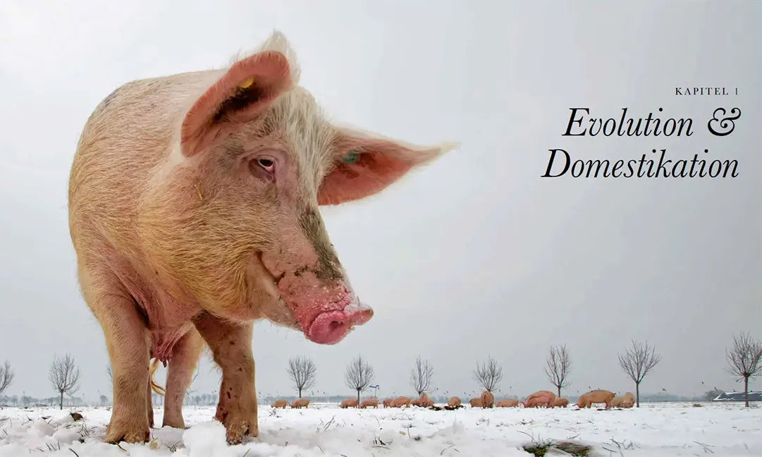 Sample Content (Image) Das Schwein