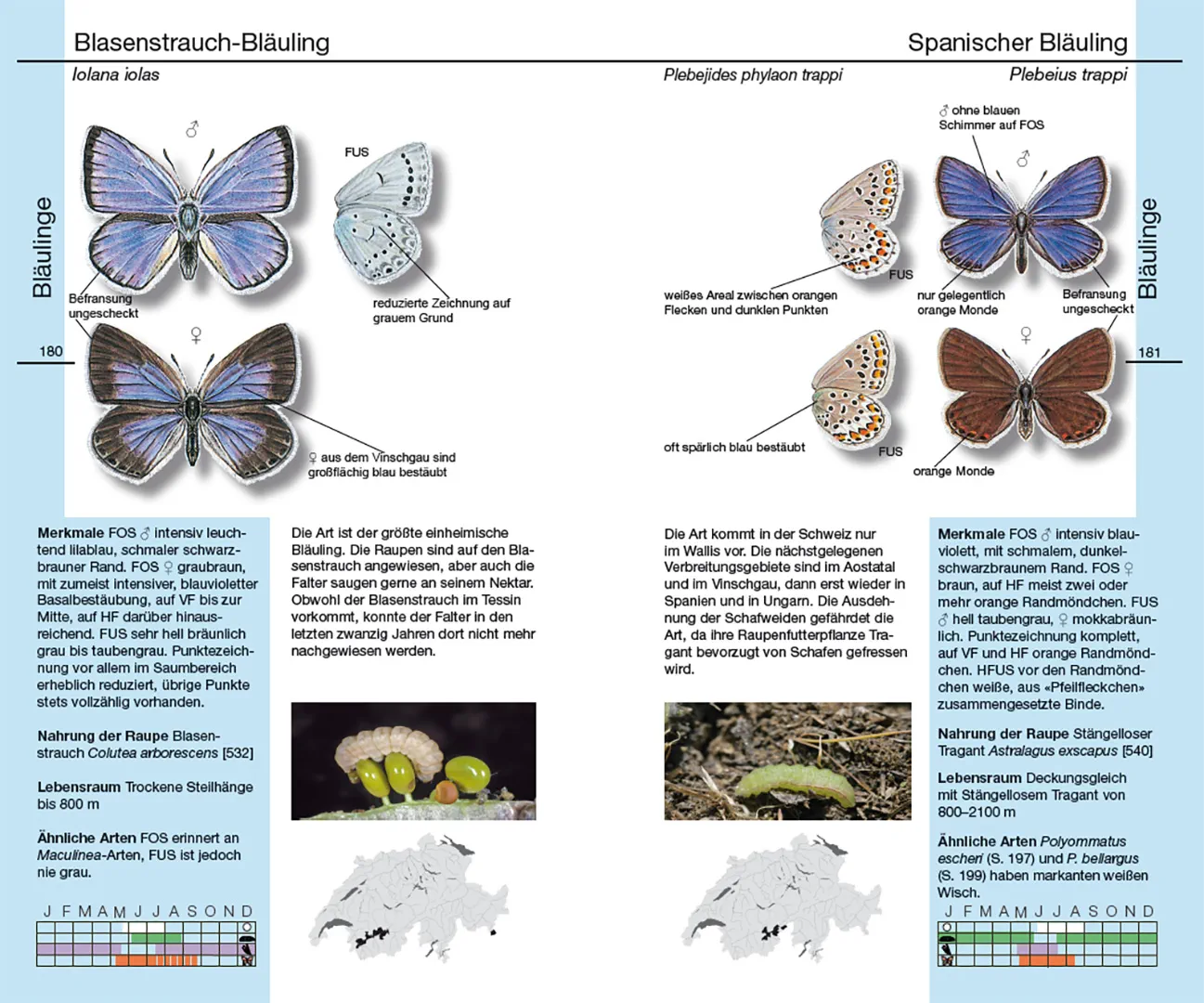 Sample Content (Image) Schmetterlinge