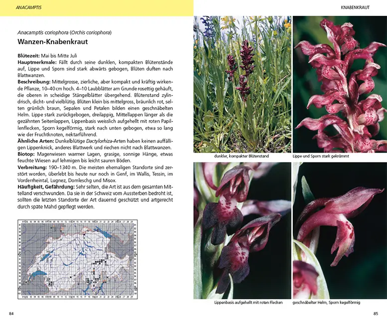 Sample Content (Image) Die Orchideen der Schweiz