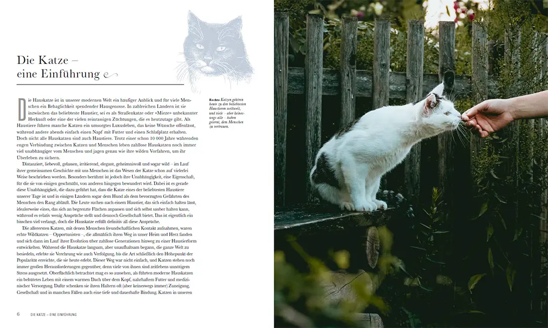 Sample Content (Image) Die Katze