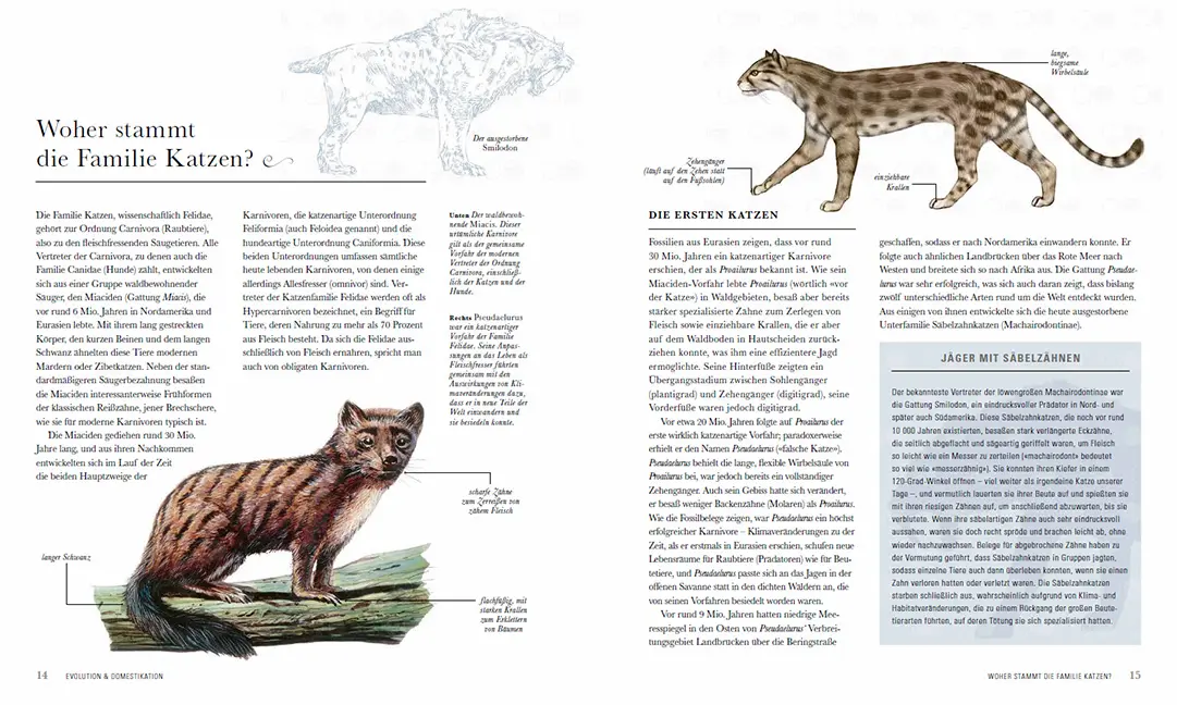 Sample Content (Image) Die Katze