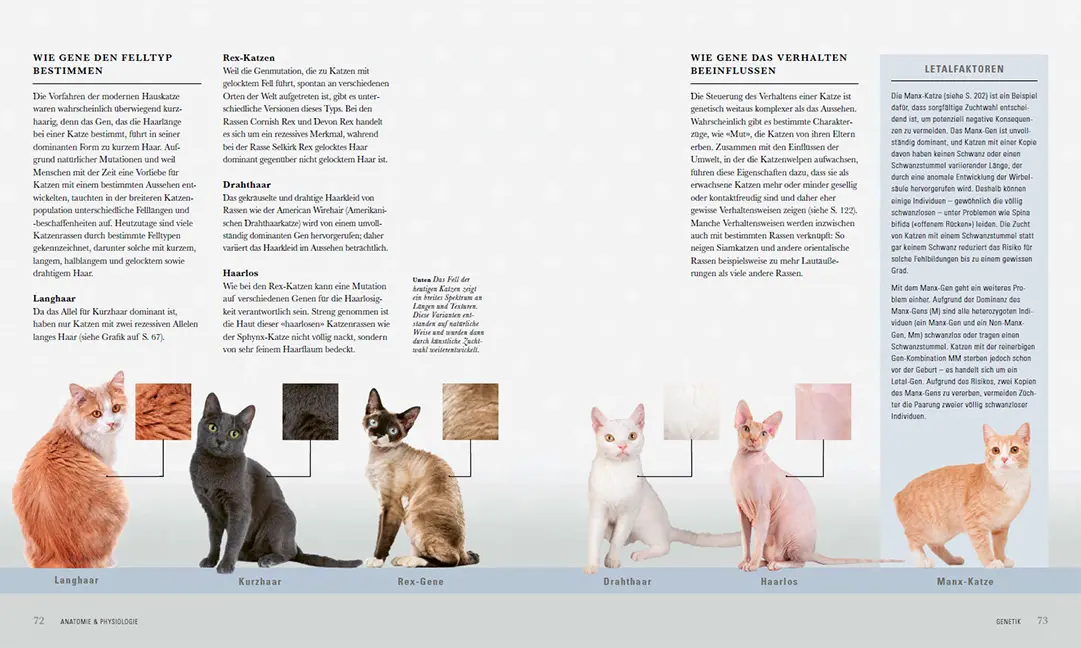 Sample Content (Image) Die Katze