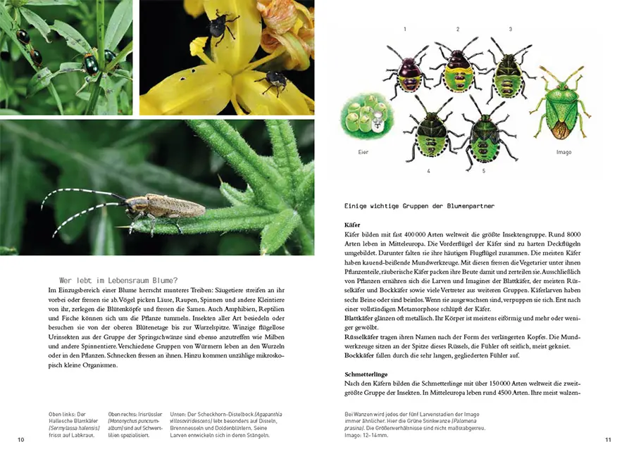 Sample Content (Image) Blumen und ihre Bewohner