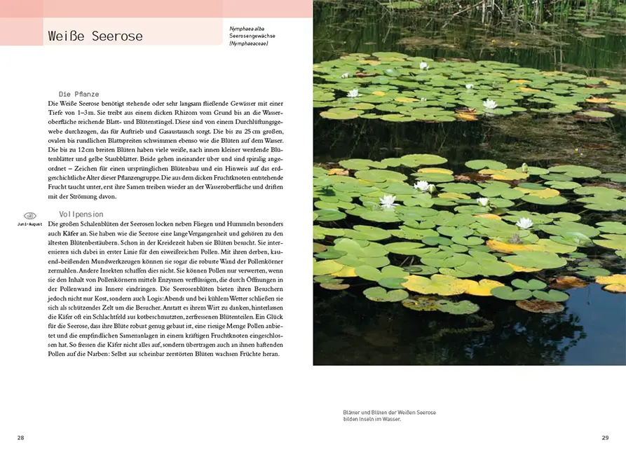 Sample Content (Image) Blumen und ihre Bewohner