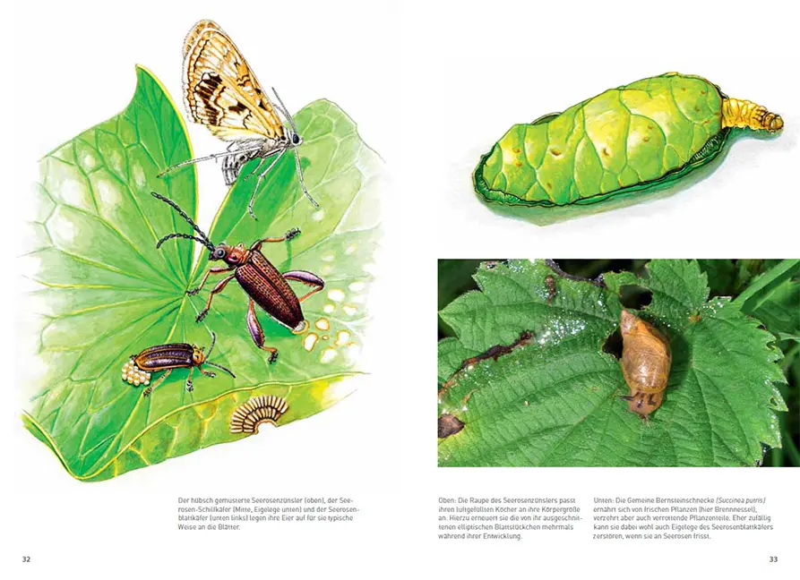 Sample Content (Image) Blumen und ihre Bewohner