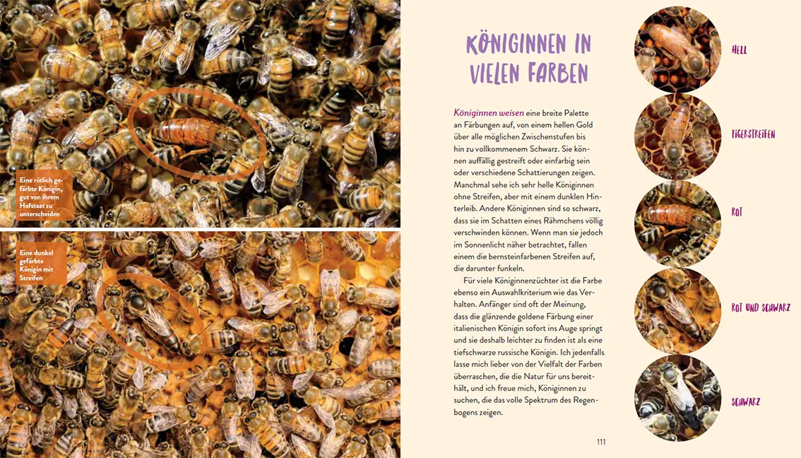Sample Content (Image) Die Bienenkönigin