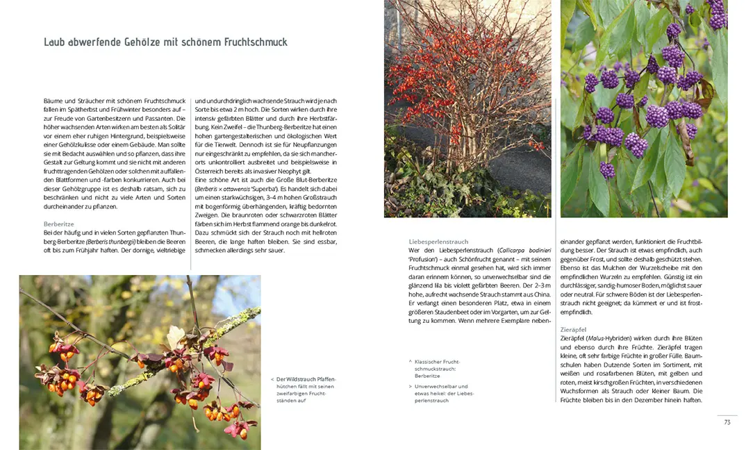 Sample Content (Image) Mein Garten im Winter