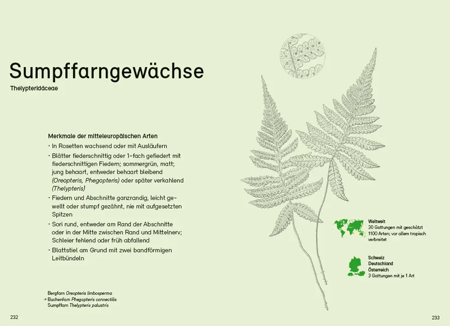 Sample Content (Image) Farne, Schachtelhalme und Bärlappe