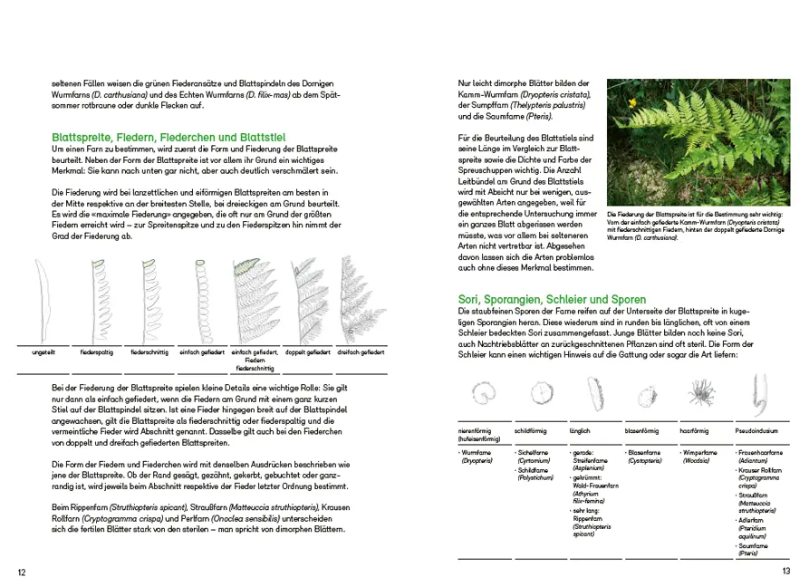 Sample Content (Image) Farne, Schachtelhalme und Bärlappe