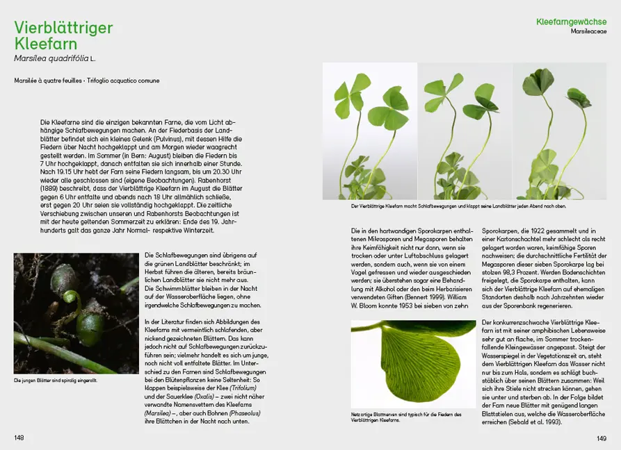 Sample Content (Image) Farne, Schachtelhalme und Bärlappe