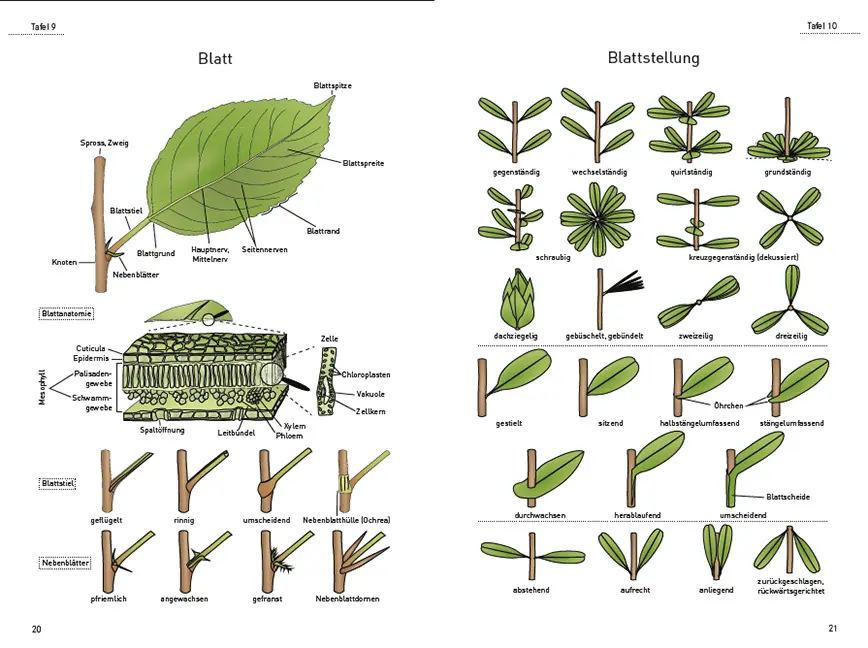 Sample Content (Image) Das illustrierte Pflanzen-Glossar