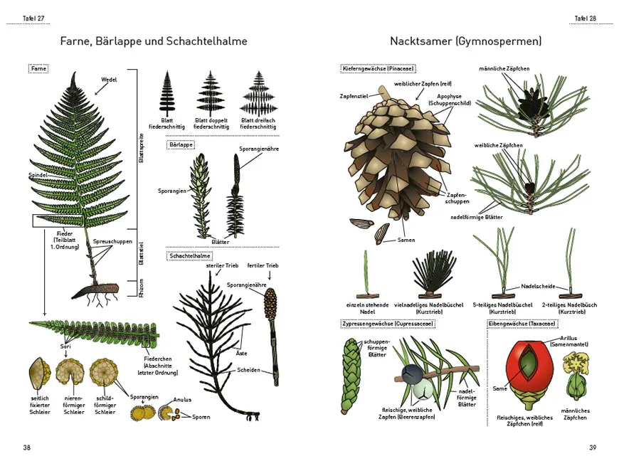 Sample Content (Image) Das illustrierte Pflanzen-Glossar