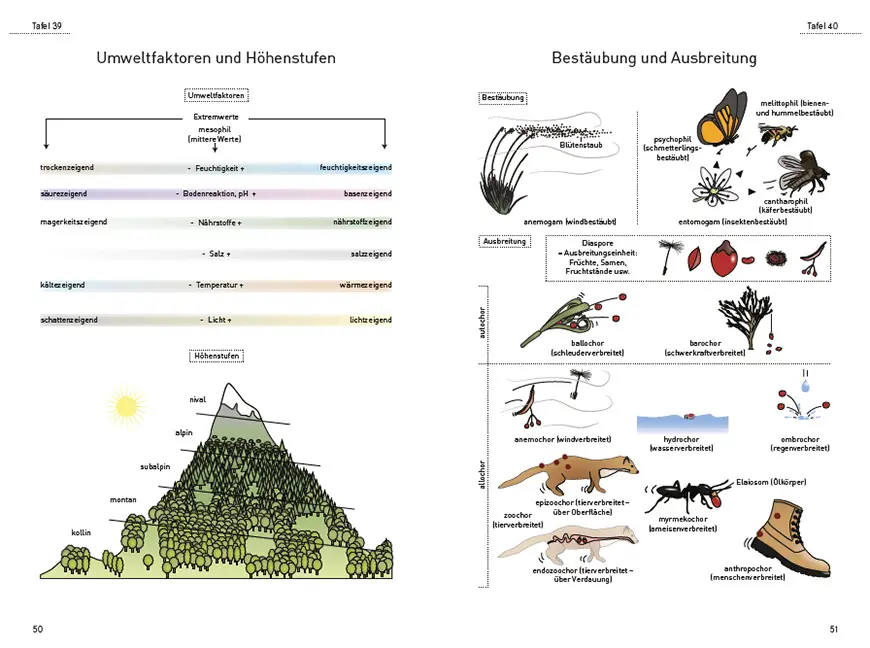 Sample Content (Image) Das illustrierte Pflanzen-Glossar
