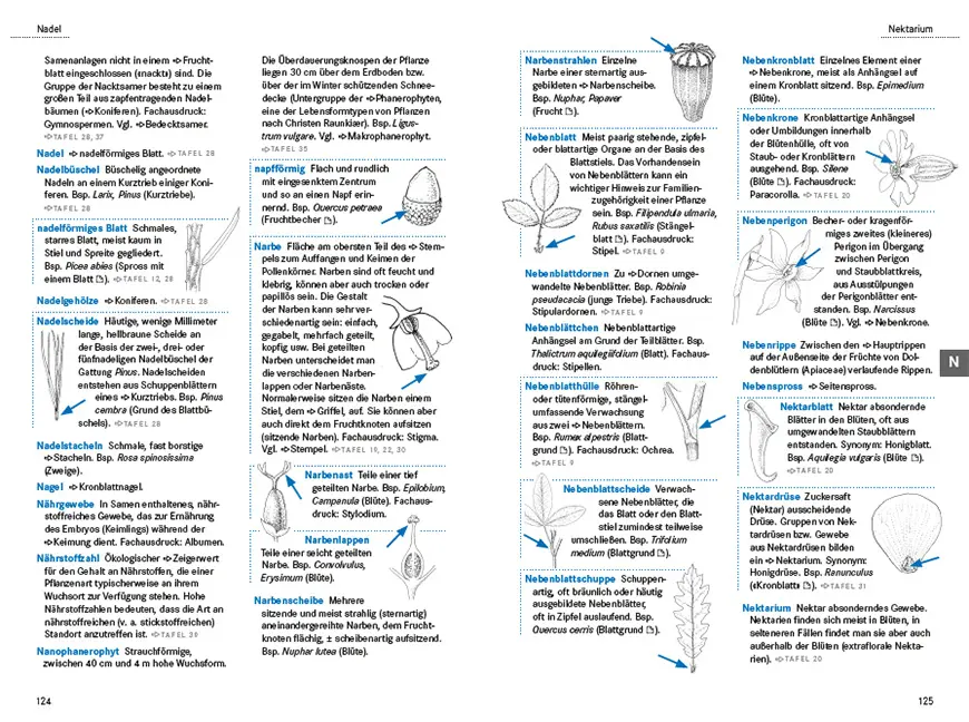 Sample Content (Image) Das illustrierte Pflanzen-Glossar