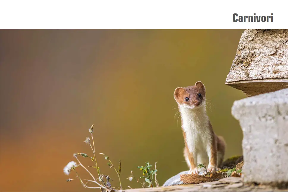 Sample Content (Image) Atlante dei mammiferi della Svizzera e del Liechtenstein