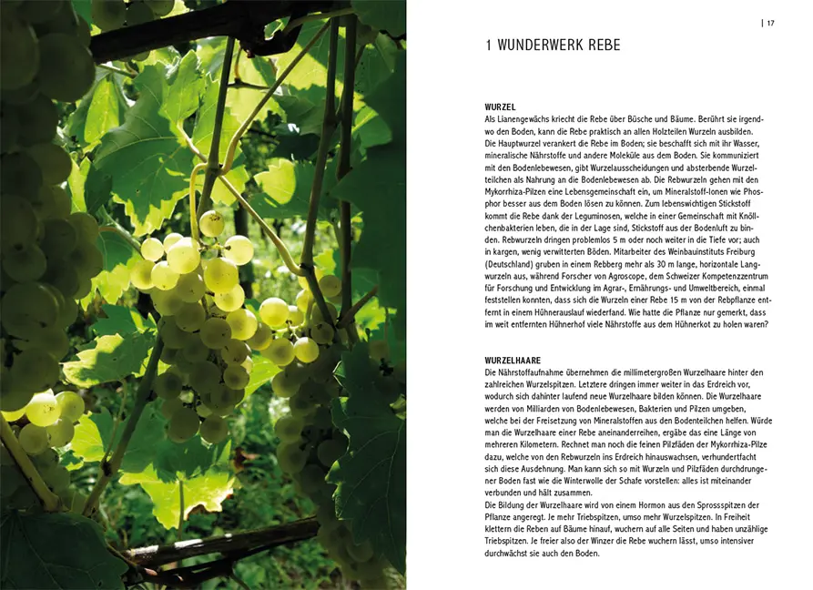 Sample Content (Image) Pilzresistente Traubensorten