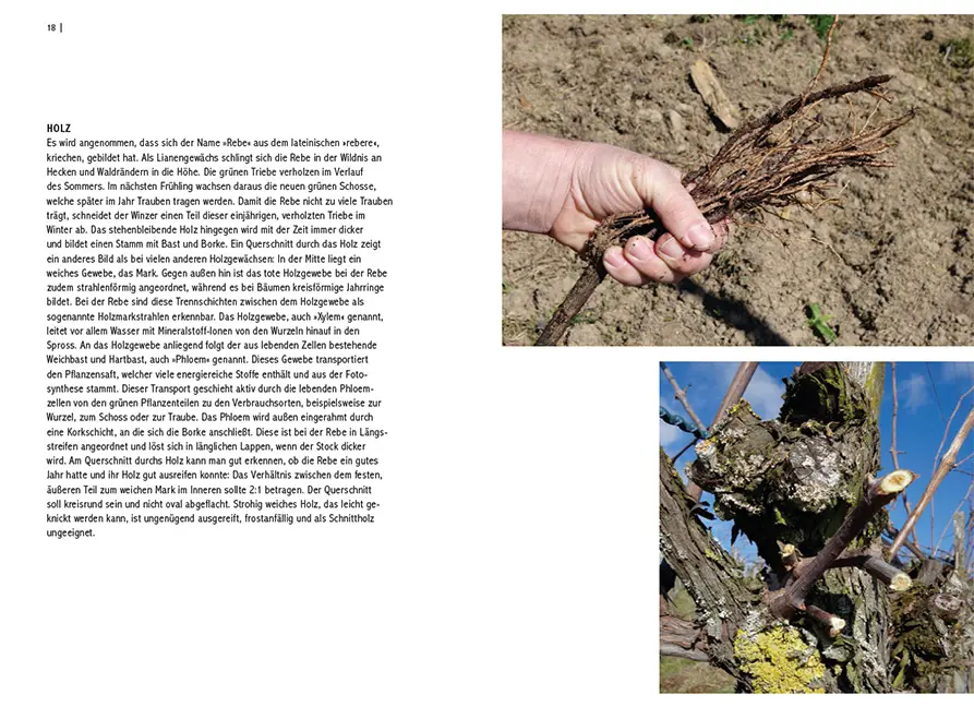 Sample Content (Image) Pilzresistente Traubensorten