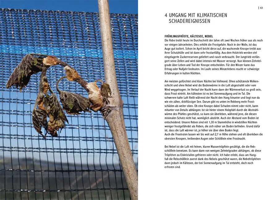 Sample Content (Image) Pilzresistente Traubensorten