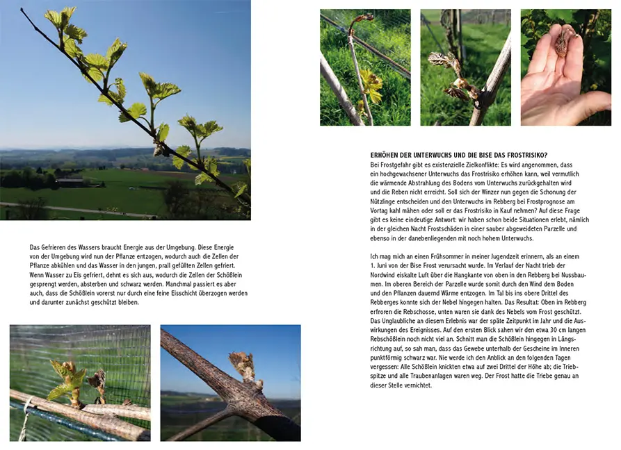 Sample Content (Image) Pilzresistente Traubensorten