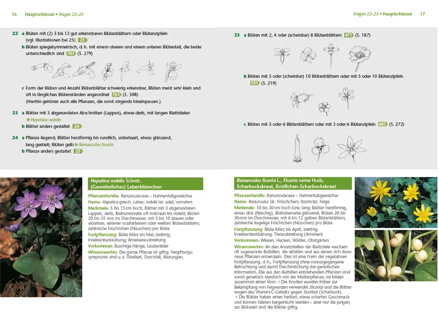 Sample Content (Image) Pflanzen einfach bestimmen