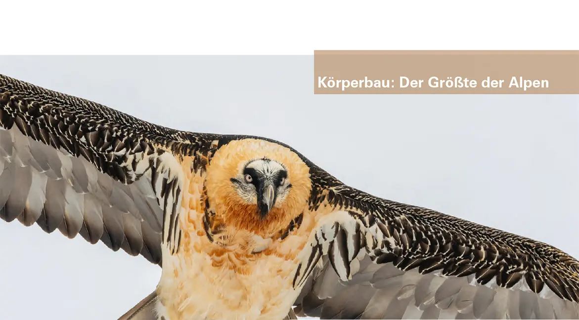 Sample Content (Image) Der Bartgeier