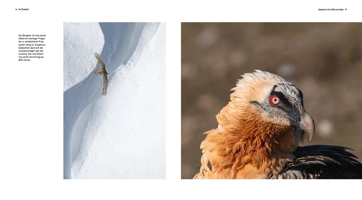 Sample Content (Image) Der Bartgeier