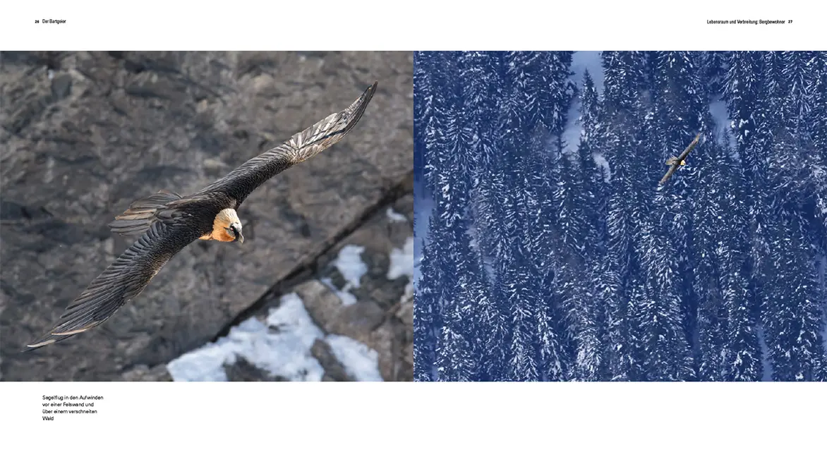 Sample Content (Image) Der Bartgeier