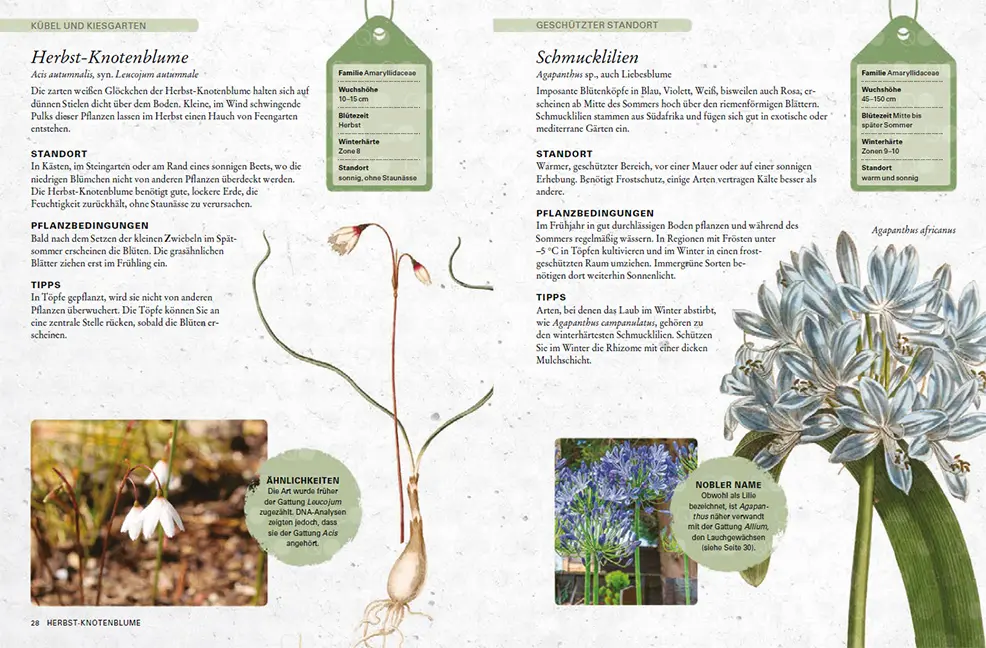 Sample Content (Image) Zwiebelpflanzen & Knollenblumen