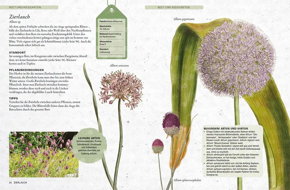 Sample Content (Image) Zwiebelpflanzen & Knollenblumen