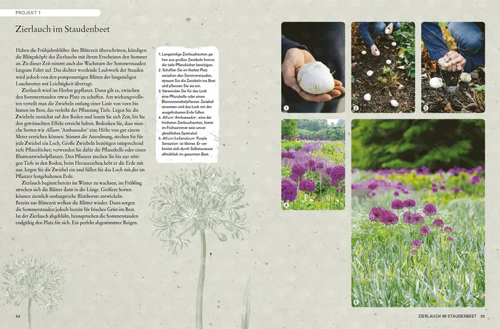 Sample Content (Image) Zwiebelpflanzen & Knollenblumen